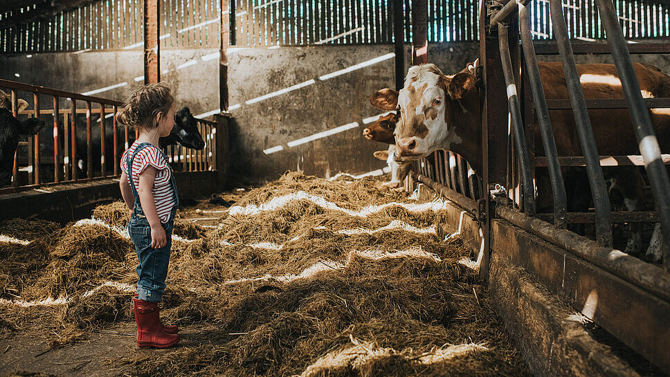 Kleines Kind steht im Kuhstall vor Kuh