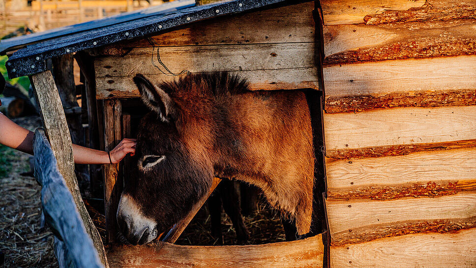 Eine Hand streichelt einen Esel, der aus seinem Stall schaut